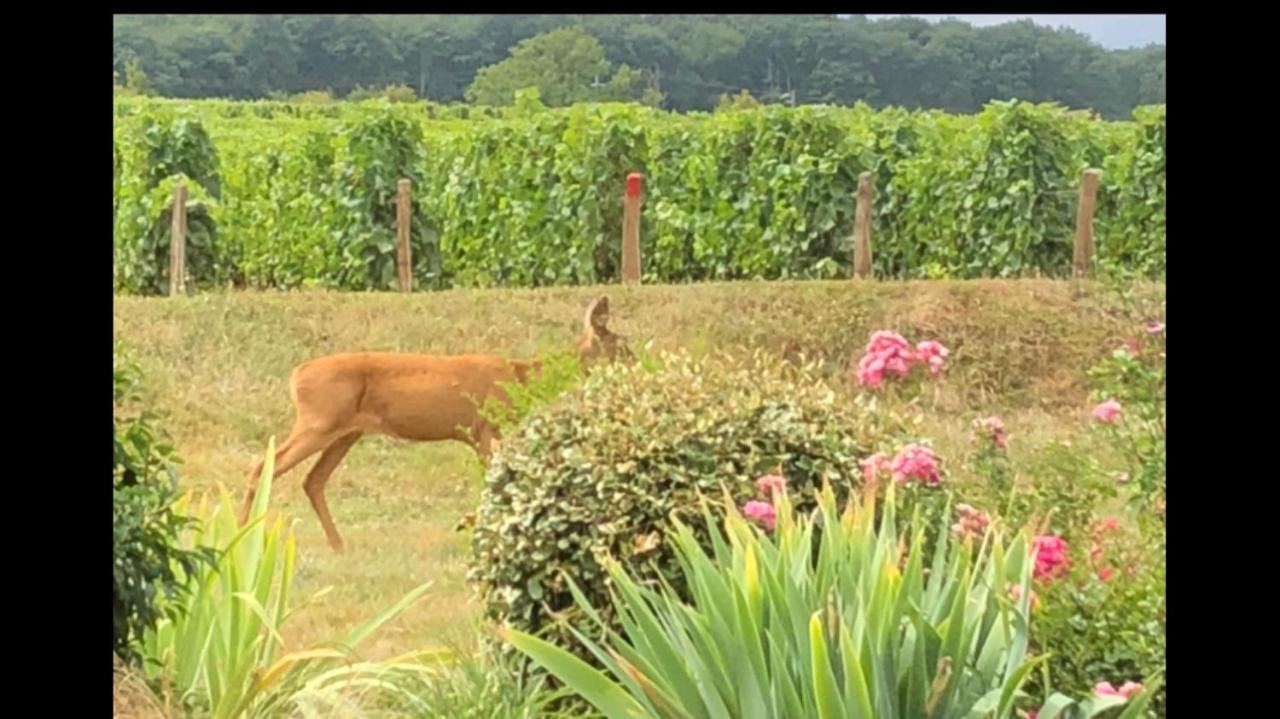 ThauvenayAvre De Paix Sancerroisアパートメント エクステリア 写真